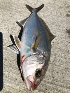 カンパチの釣果