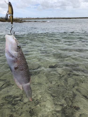 釣果