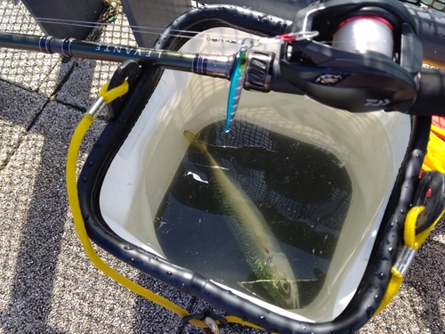 サバの釣果