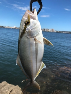 ショゴの釣果