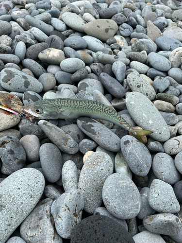 サバの釣果