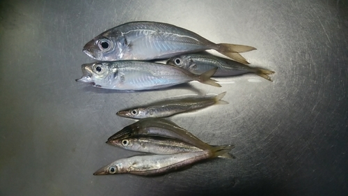 カマスの釣果