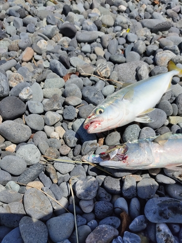 ワカシの釣果