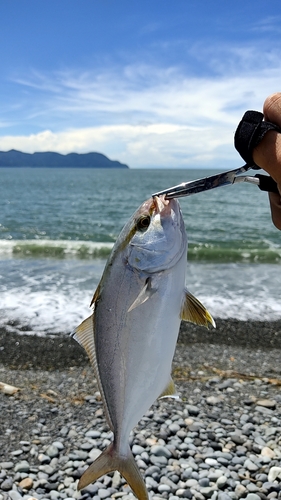 ショゴの釣果