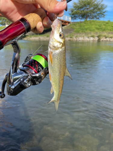 ニゴイの釣果