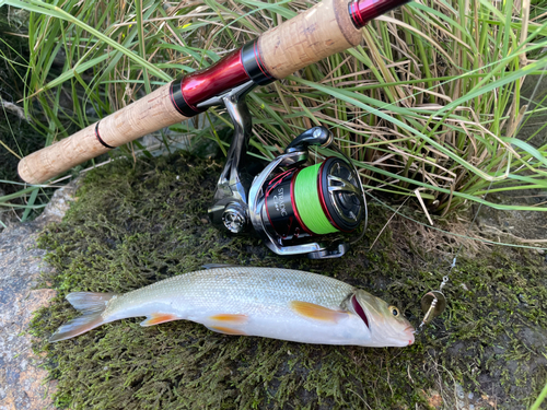 ウグイの釣果