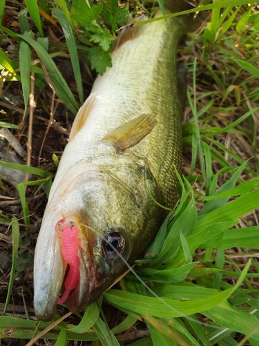 ブラックバスの釣果