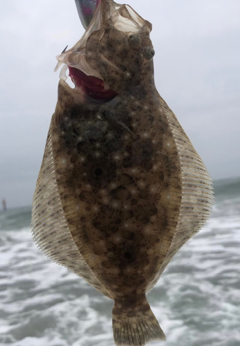 ヒラメの釣果