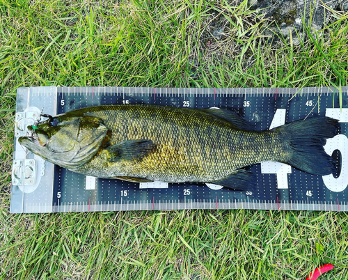 スモールマウスバスの釣果