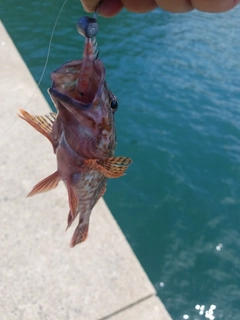 アラカブの釣果