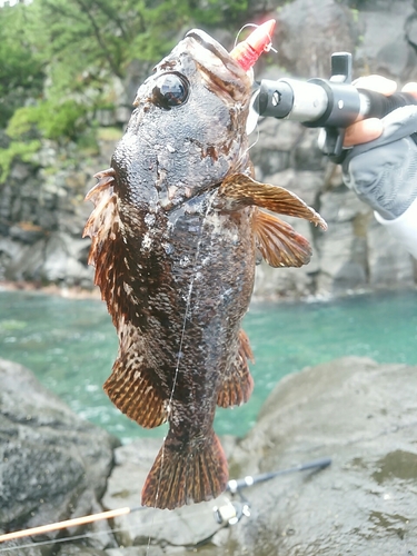 ソイの釣果