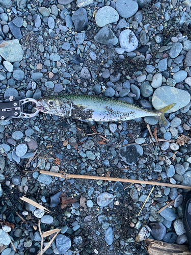 ゴマサバの釣果