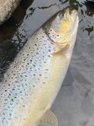 ブラウントラウトの釣果