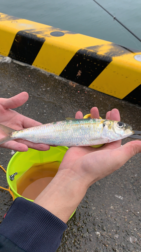 サッパの釣果