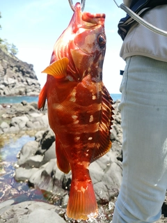 アカハタの釣果