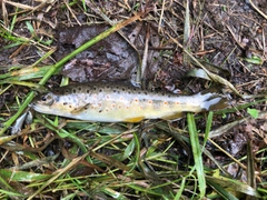 ブラウントラウトの釣果