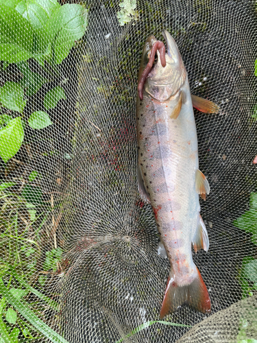 アマゴの釣果