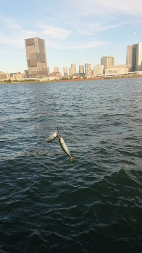 サバの釣果