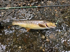 ブラウントラウトの釣果