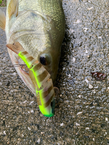 ブラックバスの釣果