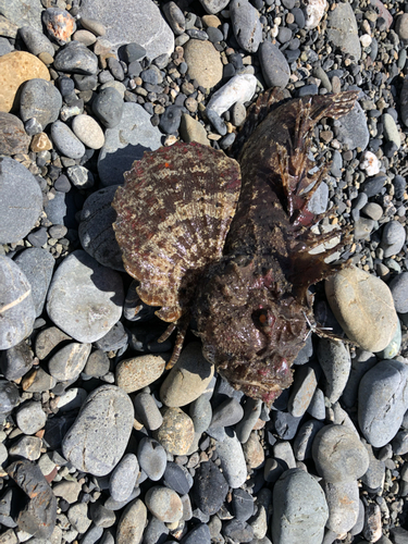 オオモンハタの釣果