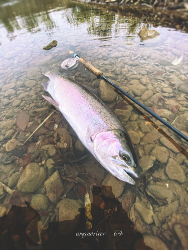 ニジマスの釣果