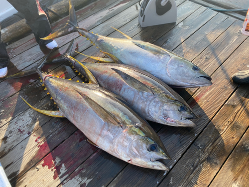 キハダマグロの釣果