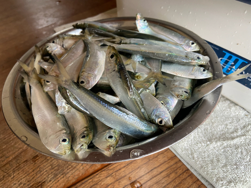 ママカリの釣果