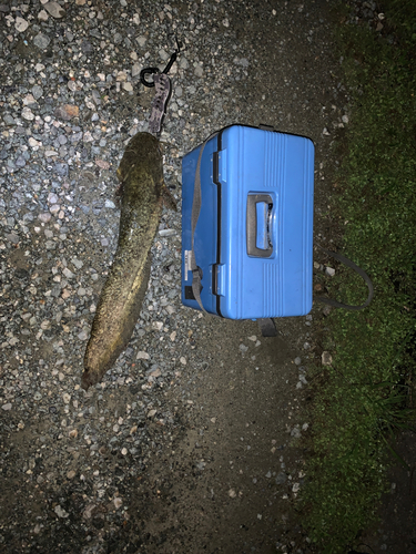 ニホンナマズの釣果