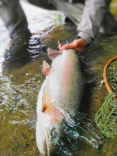 ニジマスの釣果