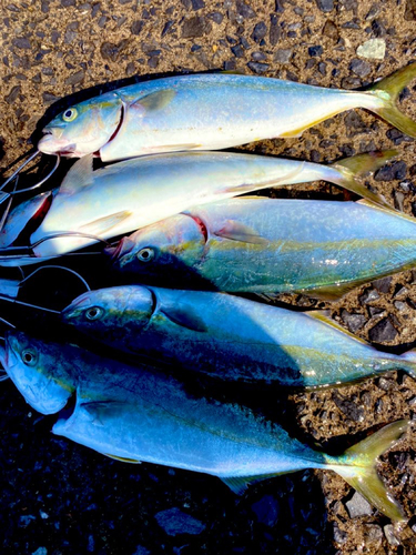 ワカシの釣果