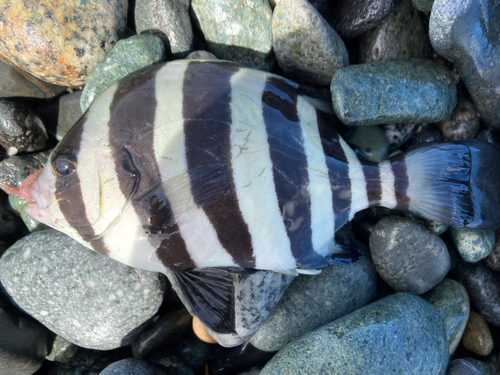 イシダイの釣果