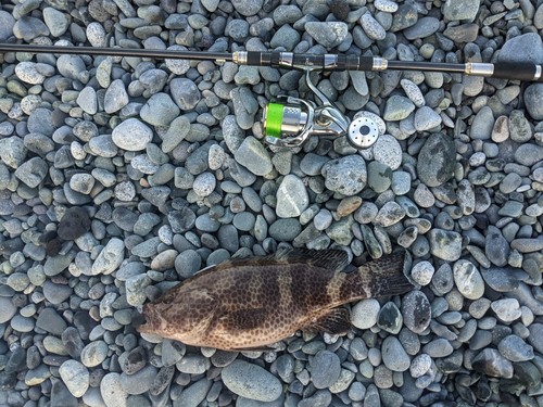 オオモンハタの釣果