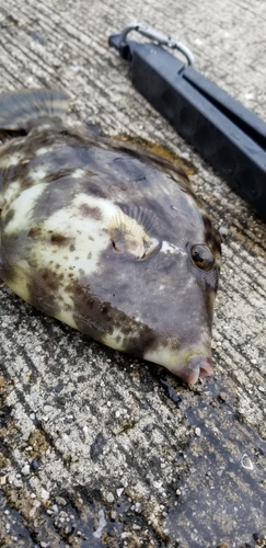 カワハギの釣果