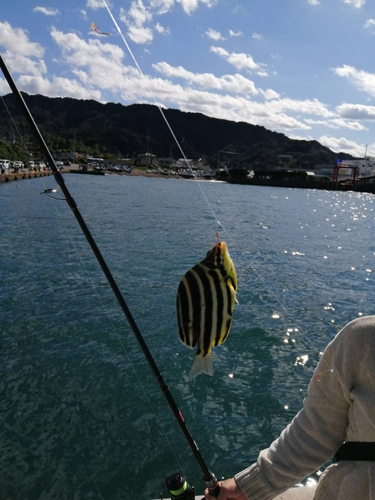 カゴカキダイの釣果