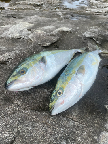 ハマチの釣果