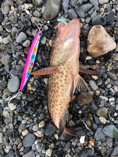 オオモンハタの釣果