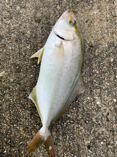 シオの釣果