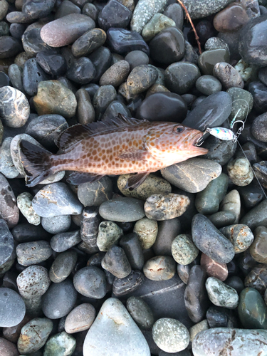 オオモンハタの釣果