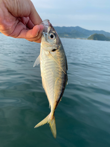 マルアジの釣果