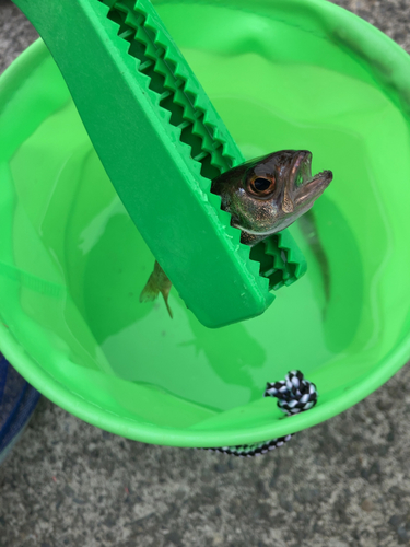 クロムツの釣果