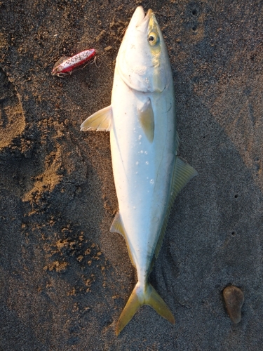 イナダの釣果