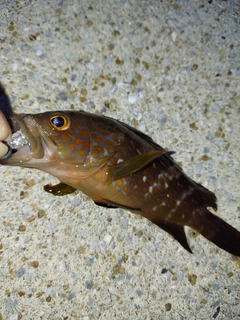 キジハタの釣果