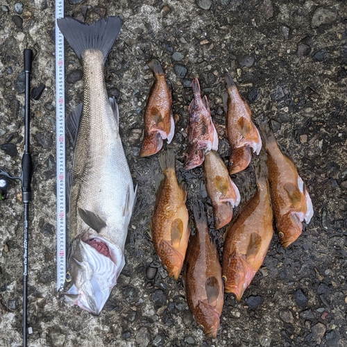 シーバスの釣果