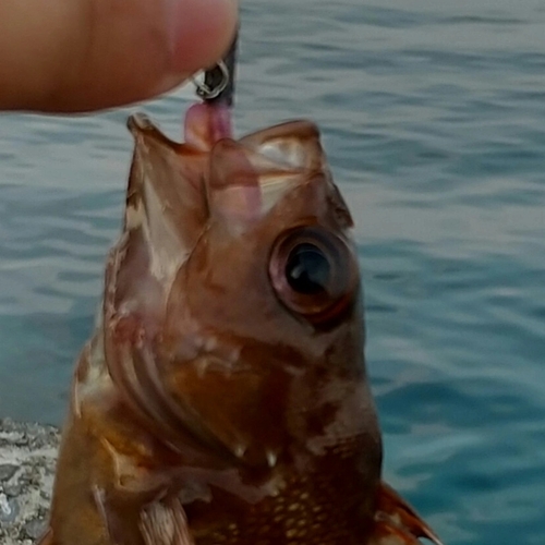 エゾメバルの釣果