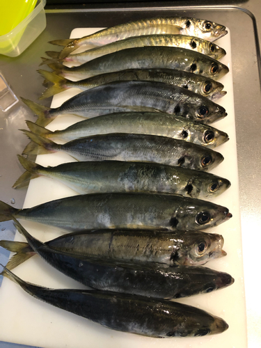 アジの釣果