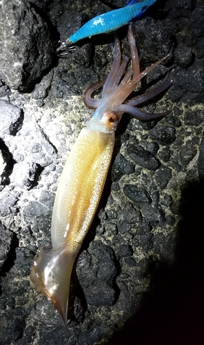 マイカの釣果