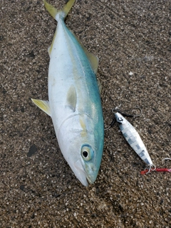 ワカナゴの釣果