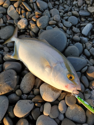 ネイリの釣果