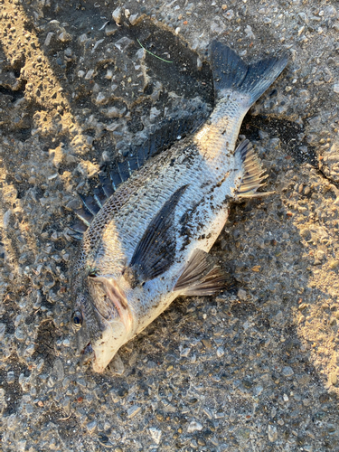 クロダイの釣果